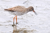 tureluur (tringa totanus) 5-2019 9129